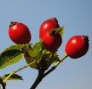Straws Bridge Red Berries